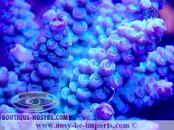 https://www.boutique-nosybe.com/6954-thickbox_default/acropora-tenuis-wysiwyg-11112023-8.jpg