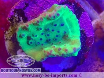 https://www.boutique-nosybe.com/6959-thickbox_default/turbinaria-sp-wysiwyg-11112023-12.jpg