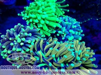 https://www.boutique-nosybe.com/6969-thickbox_default/euphyllia-glabrescens-wysiwyg-23112023-2.jpg