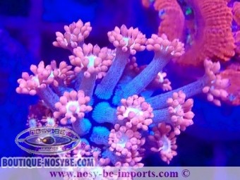 https://www.boutique-nosybe.com/6973-thickbox_default/goniopora-sp-wysiwyg-23112023-3.jpg