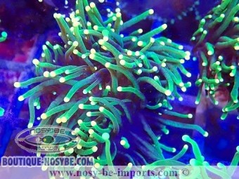 https://www.boutique-nosybe.com/6980-thickbox_default/euphyllia-glabrescens-wysiwyg-23112023-9.jpg