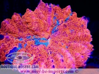 https://www.boutique-nosybe.com/6995-thickbox_default/acanthophyllia-deshayesiana-wysiwyg-23112023-19.jpg