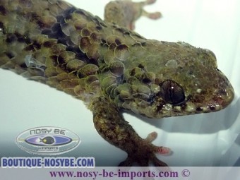 https://www.boutique-nosybe.com/7063-thickbox_default/geckolepis-maculata.jpg