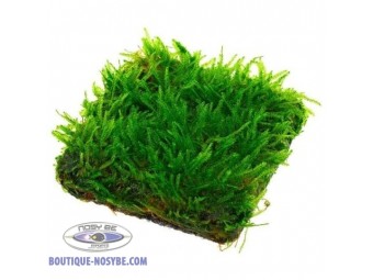 https://www.boutique-nosybe.com/7070-thickbox_default/taxiphyllum-sp-spiky.jpg