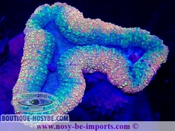 https://www.boutique-nosybe.com/7102-thickbox_default/lobophyllia-sp-wysiwyg-2042024-2.jpg