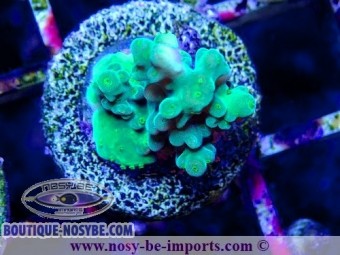 https://www.boutique-nosybe.com/7154-thickbox_default/acropora-cerealis-wysiwyg-20042024-2.jpg