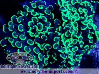 https://www.boutique-nosybe.com/7161-thickbox_default/euphyllia-ancora-wysiwyg-20042024-9.jpg