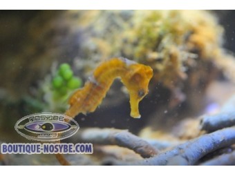 https://www.boutique-nosybe.com/7182-thickbox_default/hippocampus-reidi-jaune-elevage.jpg