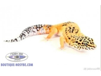 https://www.boutique-nosybe.com/7192-thickbox_default/eublepharis-macularius-tangerine.jpg