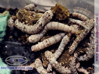 https://www.boutique-nosybe.com/7194-thickbox_default/bombyx-mori-vers-à-soie-vivant.jpg