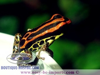 https://www.boutique-nosybe.com/7198-thickbox_default/ranitomeya-uakarii.jpg