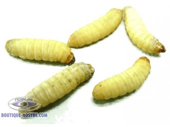 https://www.boutique-nosybe.com/7203-thickbox_default/teignes-de-ruche-sans-substrat-galleria-mellonella.jpg