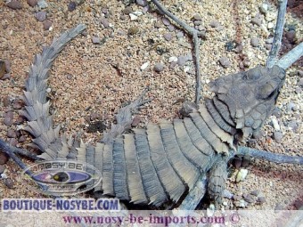 https://www.boutique-nosybe.com/7215-thickbox_default/ouroborus-cataphractus.jpg