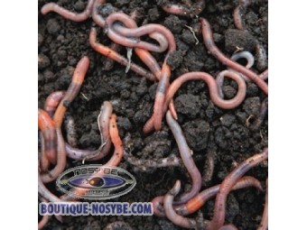 https://www.boutique-nosybe.com/7219-thickbox_default/lumbricus-terrestris.jpg