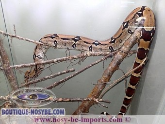 https://www.boutique-nosybe.com/7220-thickbox_default/boa-constrictor-constrictor-surinam.jpg