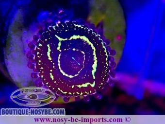 https://www.boutique-nosybe.com/7225-thickbox_default/zoanthus-sp-stratosphere.jpg