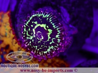 https://www.boutique-nosybe.com/7228-thickbox_default/zoantus-sp-wysiwyg-20092024-1.jpg