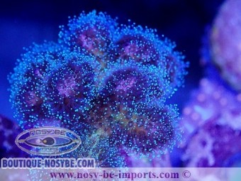 https://www.boutique-nosybe.com/7229-thickbox_default/pocillopora-damicornis-wysiwyg-20092024-2.jpg