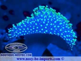 https://www.boutique-nosybe.com/7230-thickbox_default/sarcophyton-sp-wysiwyg-20092024-3.jpg