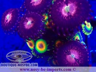 https://www.boutique-nosybe.com/7231-thickbox_default/zoanthus-sp-wysiwyg-20092024-4.jpg