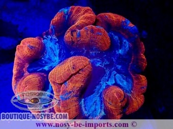https://www.boutique-nosybe.com/7232-thickbox_default/trachyphyllia-sp-wysiwyg-20092024-5.jpg