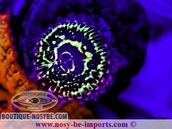 https://www.boutique-nosybe.com/7233-thickbox_default/zoanthus-sp-wysiwyg-20092024-6.jpg