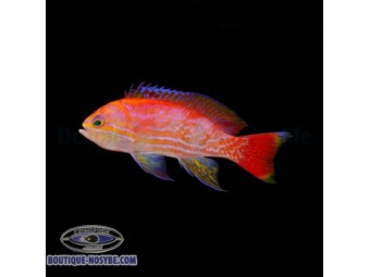 https://www.boutique-nosybe.com/7240-thickbox_default/pseudanthias-bimaculatus.jpg