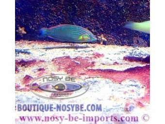 https://www.boutique-nosybe.com/7242-thickbox_default/halichoeres-melanurus.jpg