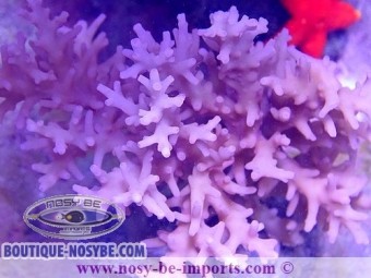 https://www.boutique-nosybe.com/7244-thickbox_default/acropora-carduus.jpg