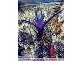 https://www.boutique-nosybe.com/7248-thickbox_default/neoregelia-midas.jpg
