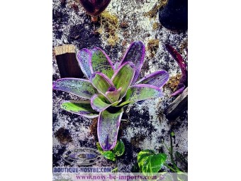 https://www.boutique-nosybe.com/7249-thickbox_default/neoregelia-concentrica-albomarginata.jpg