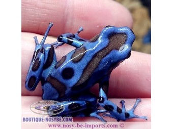 https://www.boutique-nosybe.com/7250-thickbox_default/dendrobates-auratus-superblue.jpg