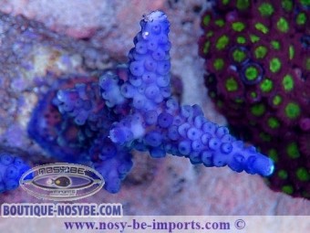 https://www.boutique-nosybe.com/7254-thickbox_default/acropora-gomezi-06112024-2.jpg