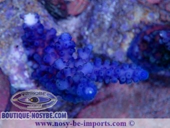 https://www.boutique-nosybe.com/7255-thickbox_default/acropora-gomezi-06112024-3.jpg