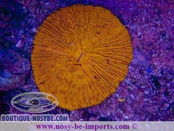 https://www.boutique-nosybe.com/7256-thickbox_default/cycloseris-sp-wysiwyg-06112024-4.jpg