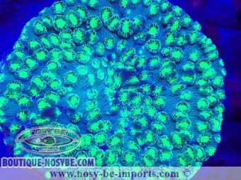 https://www.boutique-nosybe.com/7259-thickbox_default/echinopora-lamellosa-wysiwyg-06112024-7.jpg
