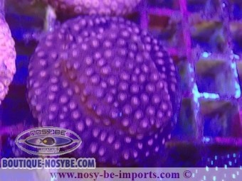 https://www.boutique-nosybe.com/7260-thickbox_default/cyphastrea-sp-wysiwyg-06112024-8.jpg