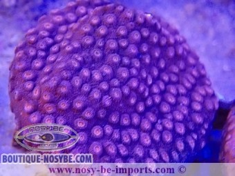 https://www.boutique-nosybe.com/7261-thickbox_default/cyphastrea-sp-wysiwyg-06112024-9.jpg