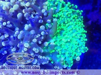 https://www.boutique-nosybe.com/7263-thickbox_default/euphyllia-divisa-wysiwyg-06112024-10.jpg