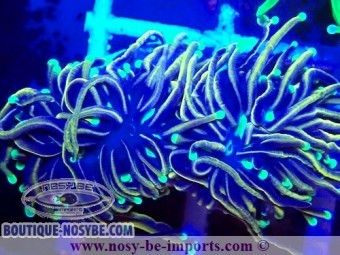 https://www.boutique-nosybe.com/7264-thickbox_default/euphyllia-glabrescens-06112024-11.jpg