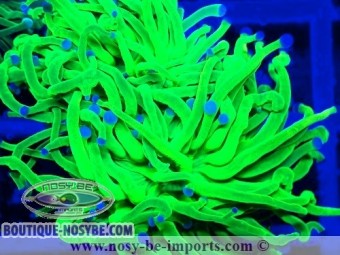https://www.boutique-nosybe.com/7268-thickbox_default/euphyllia-glabrescens-wysiwyg-06112024-12.jpg