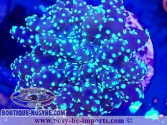 https://www.boutique-nosybe.com/7269-thickbox_default/euphyllia-p-wysiwyg-06112024-13.jpg