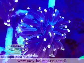 https://www.boutique-nosybe.com/7270-thickbox_default/euphyllia-glabrescens-wysiwyg-06112024-14.jpg