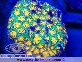 https://www.boutique-nosybe.com/7271-thickbox_default/leptastrea-sp-wysiwyg-06112024-15.jpg