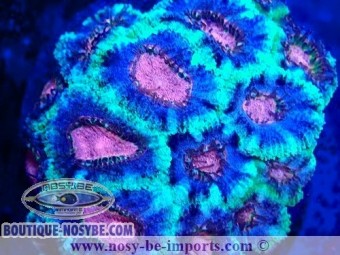 https://www.boutique-nosybe.com/7274-thickbox_default/acanthastrea-sp-wysiwyg-06112024-16.jpg