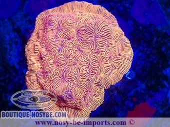 https://www.boutique-nosybe.com/7275-thickbox_default/leptoseris-sp-wysiwyg-06112024-17.jpg