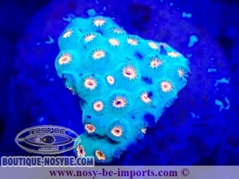 https://www.boutique-nosybe.com/7276-thickbox_default/cyphastrea-sp-wysiwyg-06112024-18.jpg