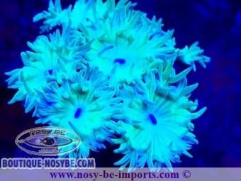 https://www.boutique-nosybe.com/7280-thickbox_default/duncanopsammia-a-wyswiwyg-06112024-21.jpg