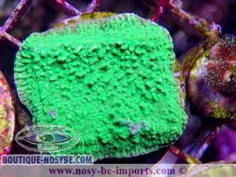 https://www.boutique-nosybe.com/7281-thickbox_default/montipora-sp-wysiwyg-06112024-22.jpg