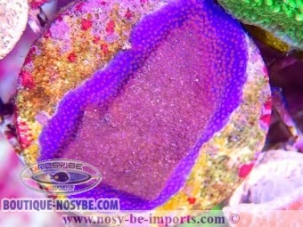 https://www.boutique-nosybe.com/7282-thickbox_default/montipora-sp-wysiwyg-06112024-23.jpg